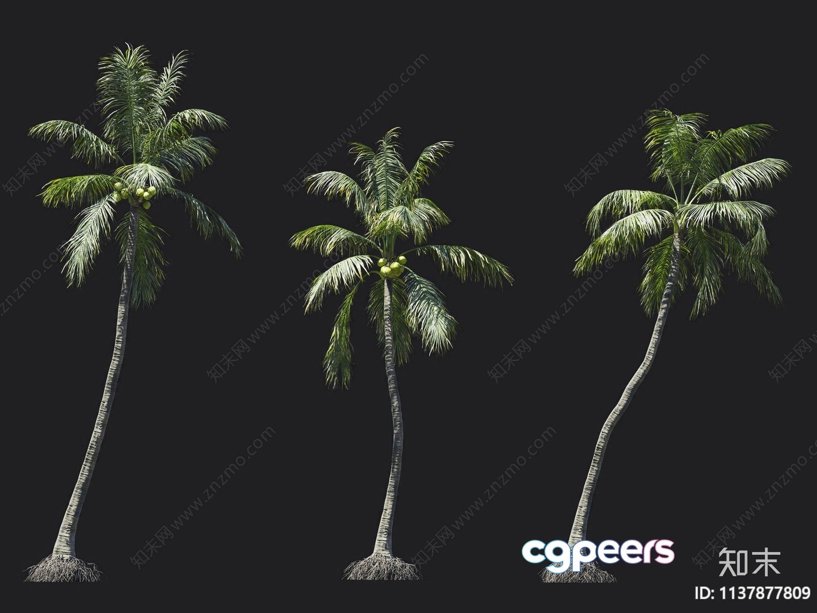 Coconut Trees 3D Model - 17691 - VRAY Render