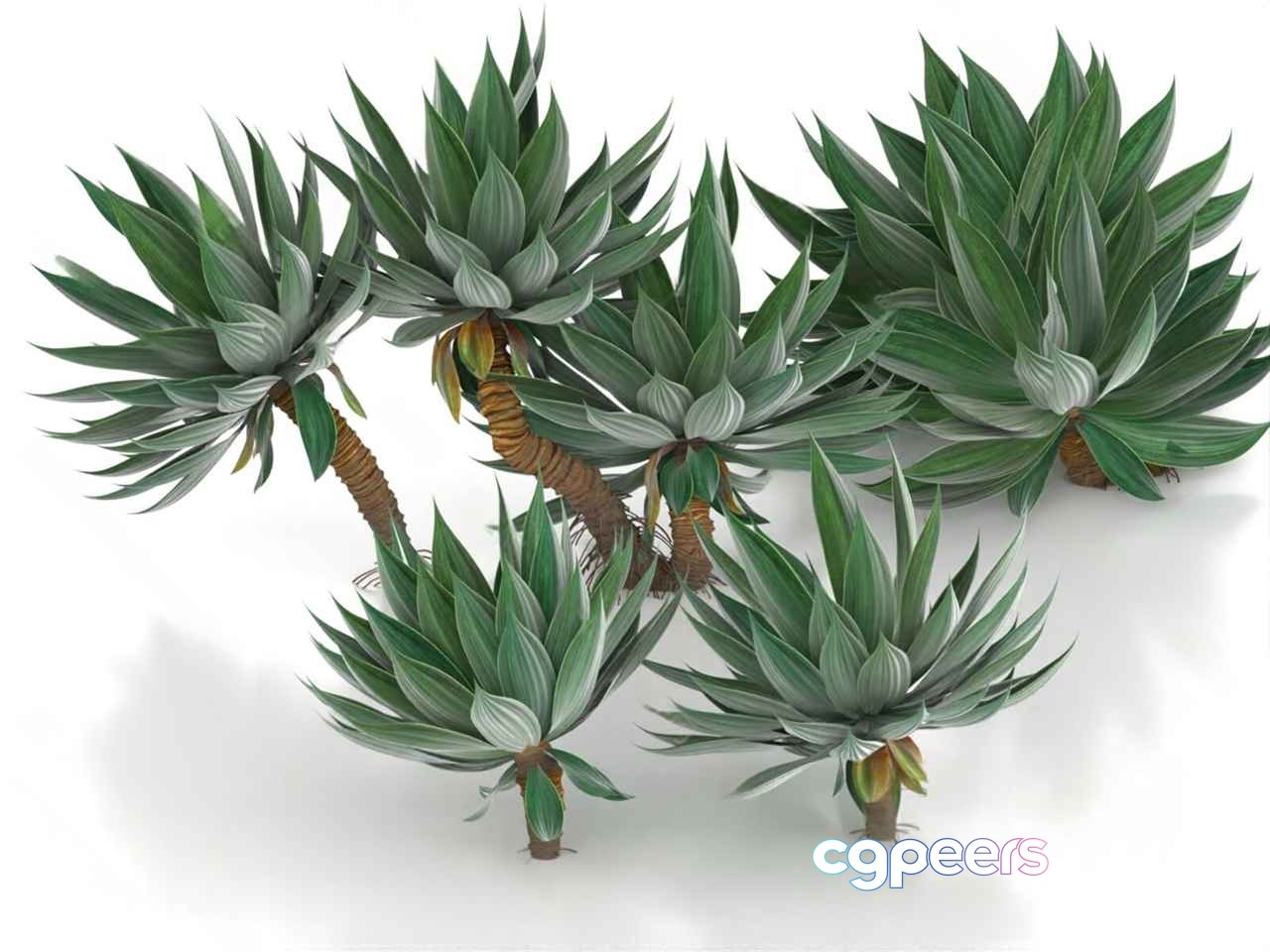 Succulent Plant 3D Model - 17365 - VRAY Render