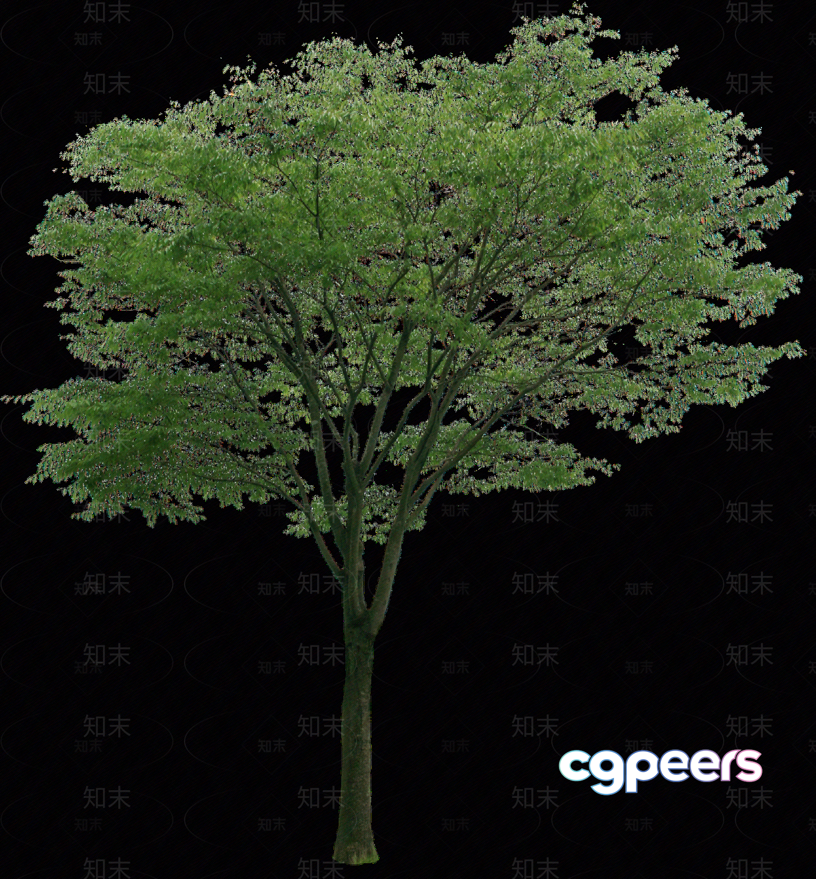 A Tree With Green Leaves 3D Model - 5635 - VRAY Render