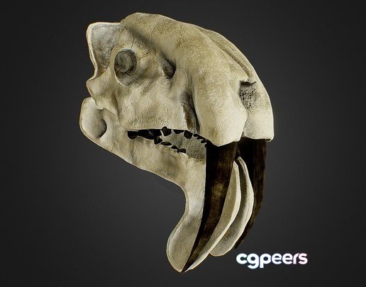 3D Game Assets - Thylacosmilus Atrox (Sabertooth Marsupial) Skull (2) 3D Game Assets - Thylacosmilus Atrox (Sabertooth Marsupial) Skull (2)