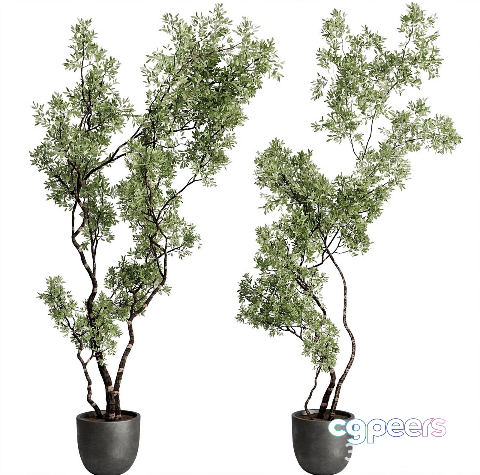 Potted Plant With Green Leaves 3D Model - 23455 - VRAY Render Potted Plant With Green Leaves 3D Model - 23455 - VRAY Render