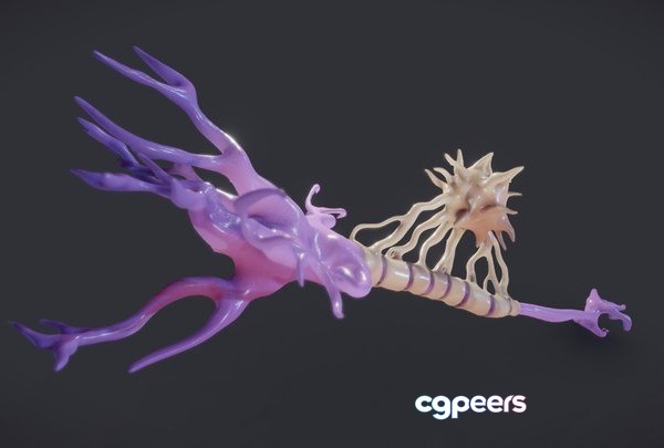 3D Game Assets - Nerve Cell (Neuron And Oligo Dendrocyte) 3D Game Assets - Nerve Cell (Neuron And Oligo Dendrocyte)