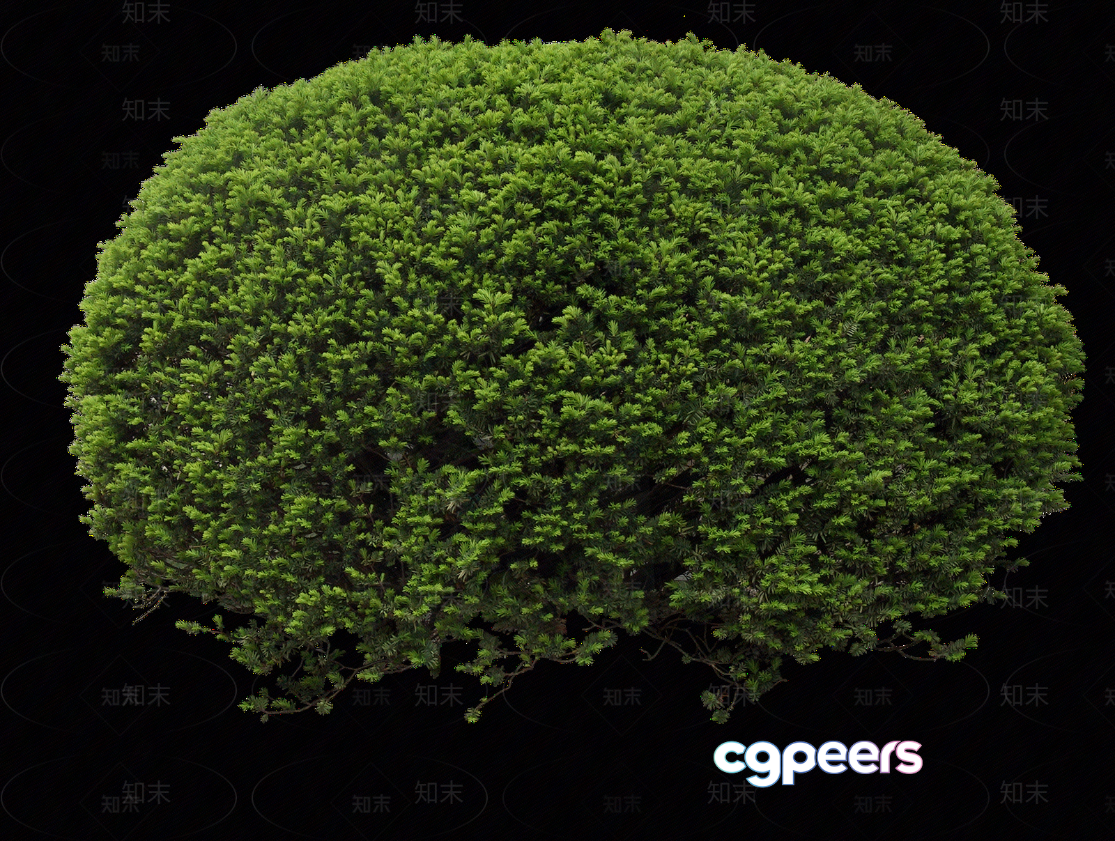 The Main Subject Is A Green Bush 3D Model - 15636 - VRAY Render