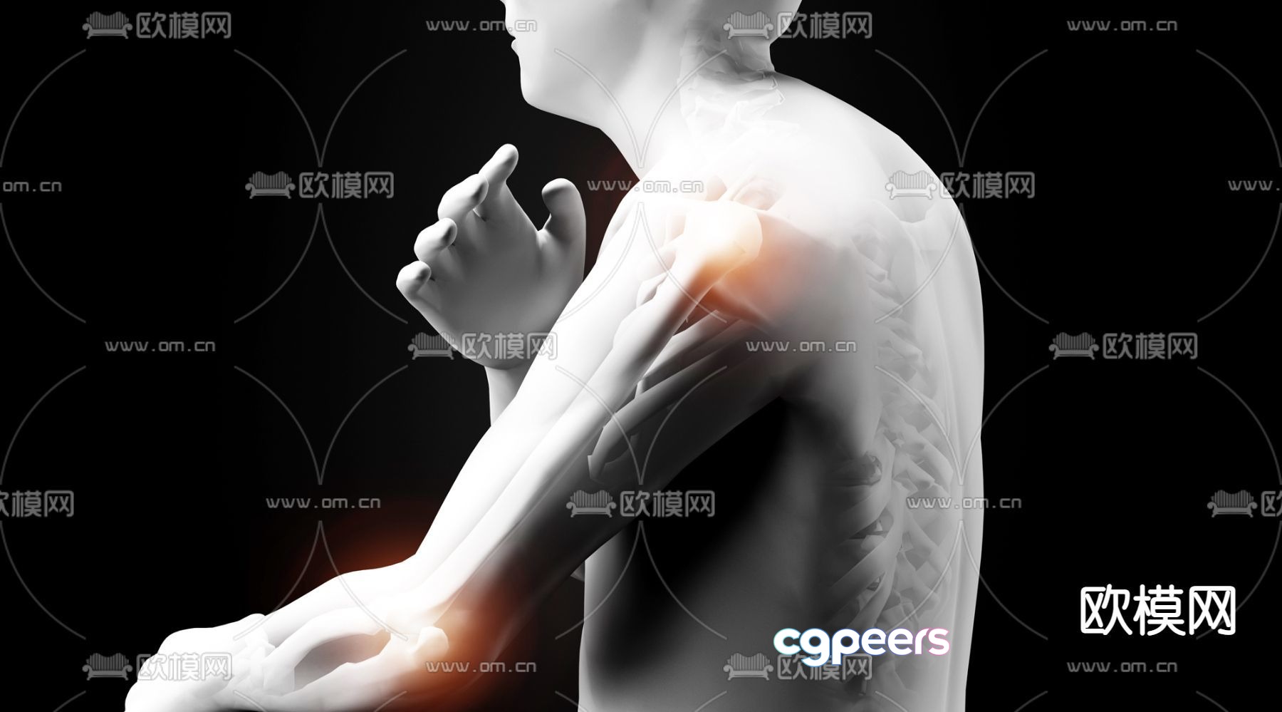 A Human Body With A Highlighted Arm 3D Model - 22783 - VRAY Render A Human Body With A Highlighted Arm 3D Model - 22783 - VRAY Render