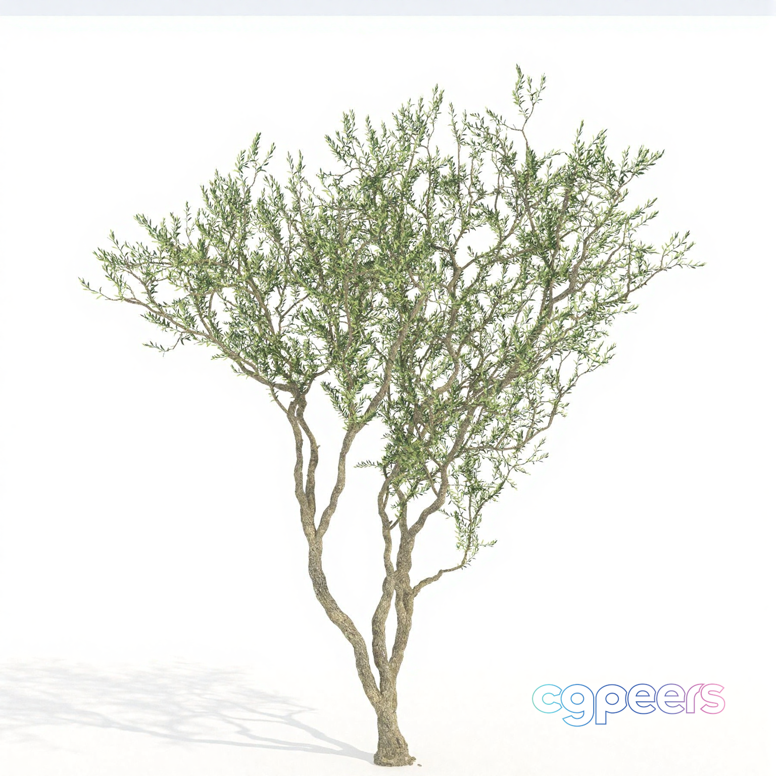 A Tree With Green Leaves 3D Model - 17923 - VRAY Render A Tree With Green Leaves 3D Model - 17923 - VRAY Render
