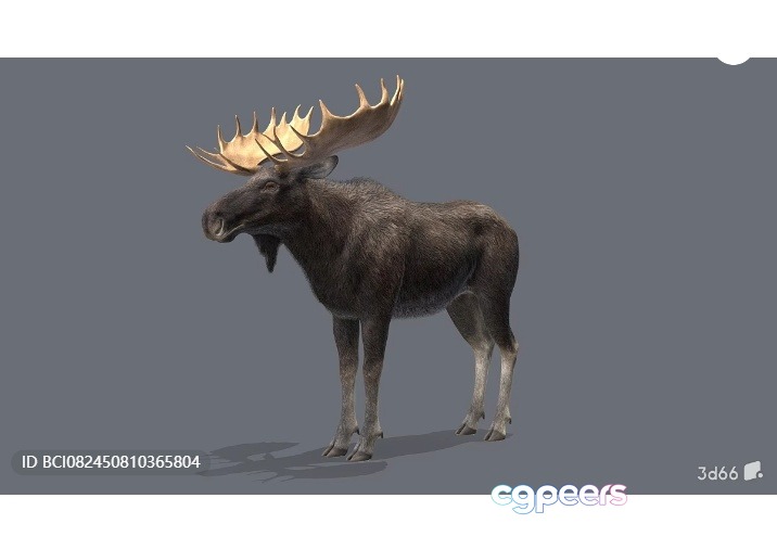 A Moose With Large Antlers 3D Model - 3086 - VRAY Render
