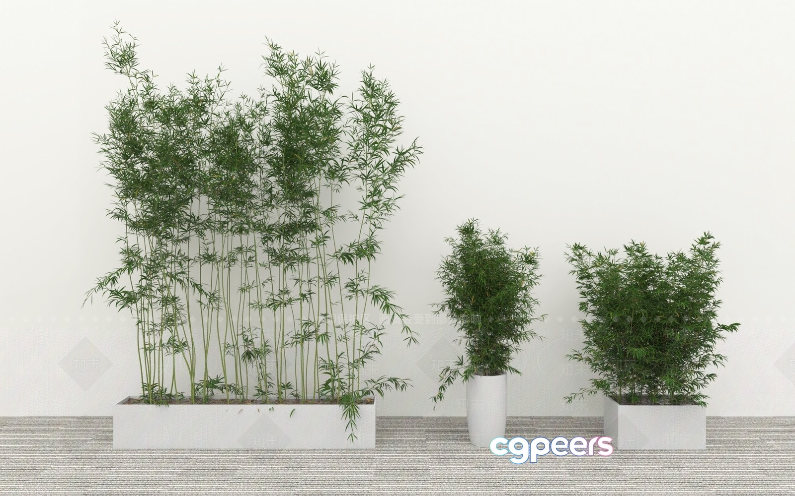 Three Potted Bamboo Plants 3D Model - 15755 - VRAY Render Three Potted Bamboo Plants 3D Model - 15755 - VRAY Render