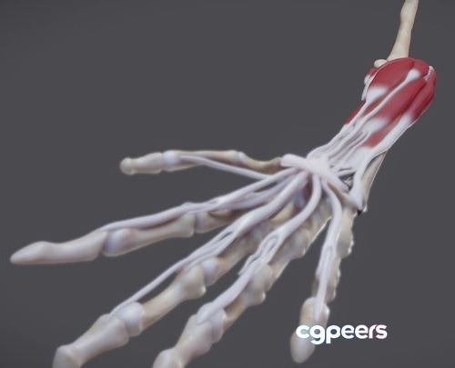 3D Game Assets - Flexor Muscles Of The Hand 3D Game Assets - Flexor Muscles Of The Hand