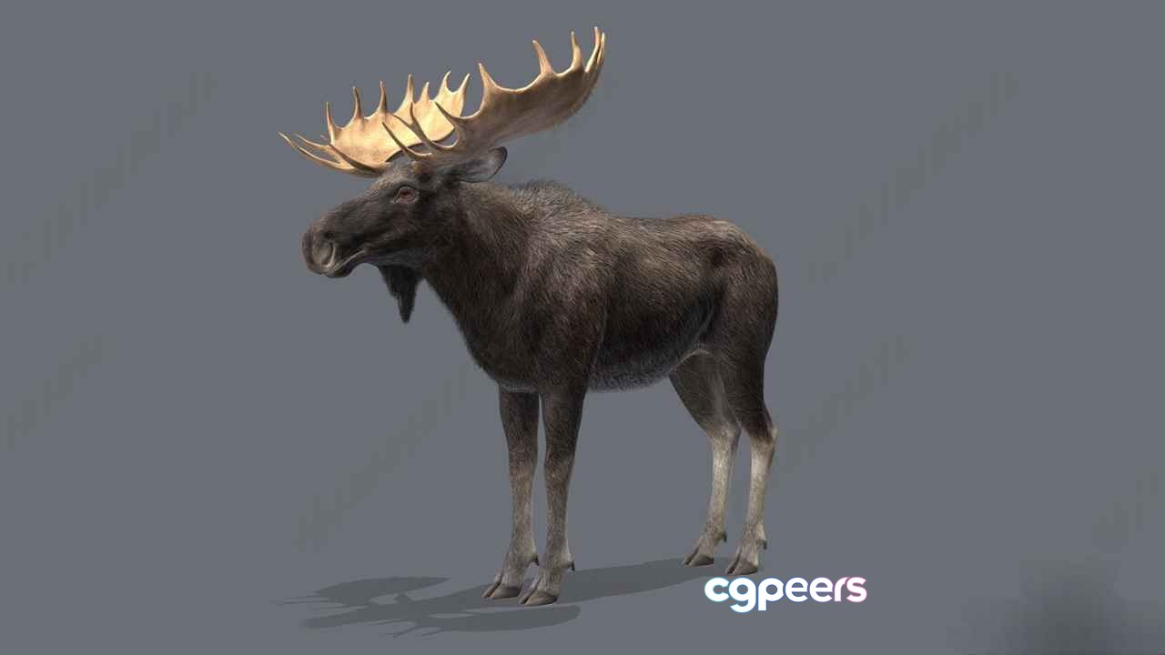 A Large Moose 3D Model - 2956 - VRAY Render A Large Moose 3D Model - 2956 - VRAY Render