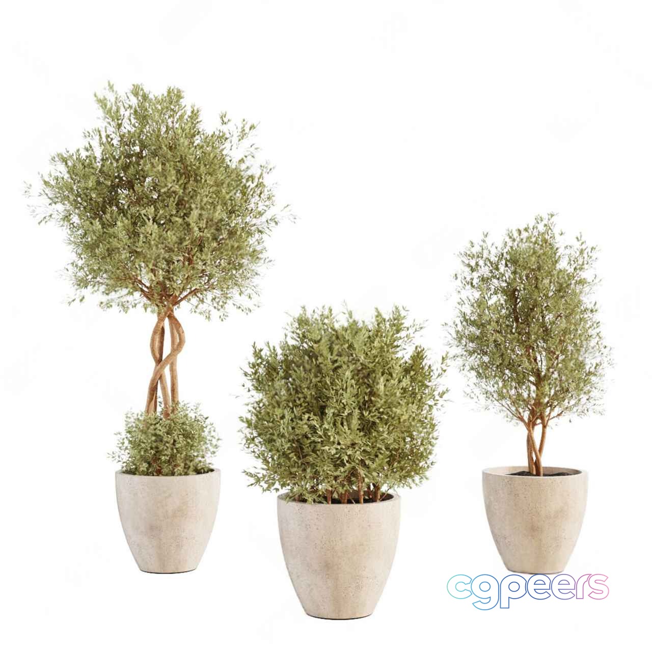 Three Potted Plants 3D Model - 6241 - CORONA Render Three Potted Plants 3D Model - 6241 - CORONA Render