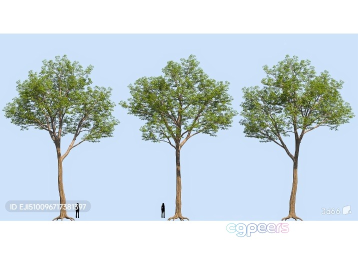 Three Trees 3D Model - 5041 - VRAY Render
