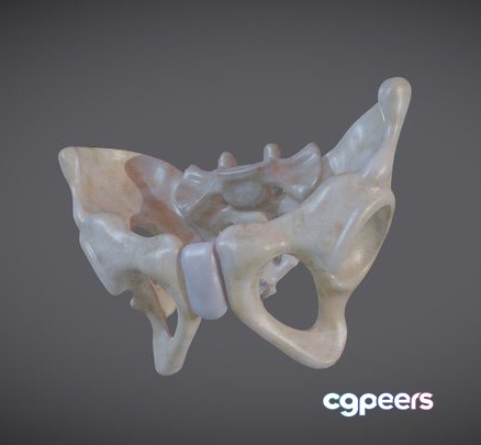 3D Game Assets - Pelvic Skeleton (Pelvis) 3D Game Assets - Pelvic Skeleton (Pelvis)