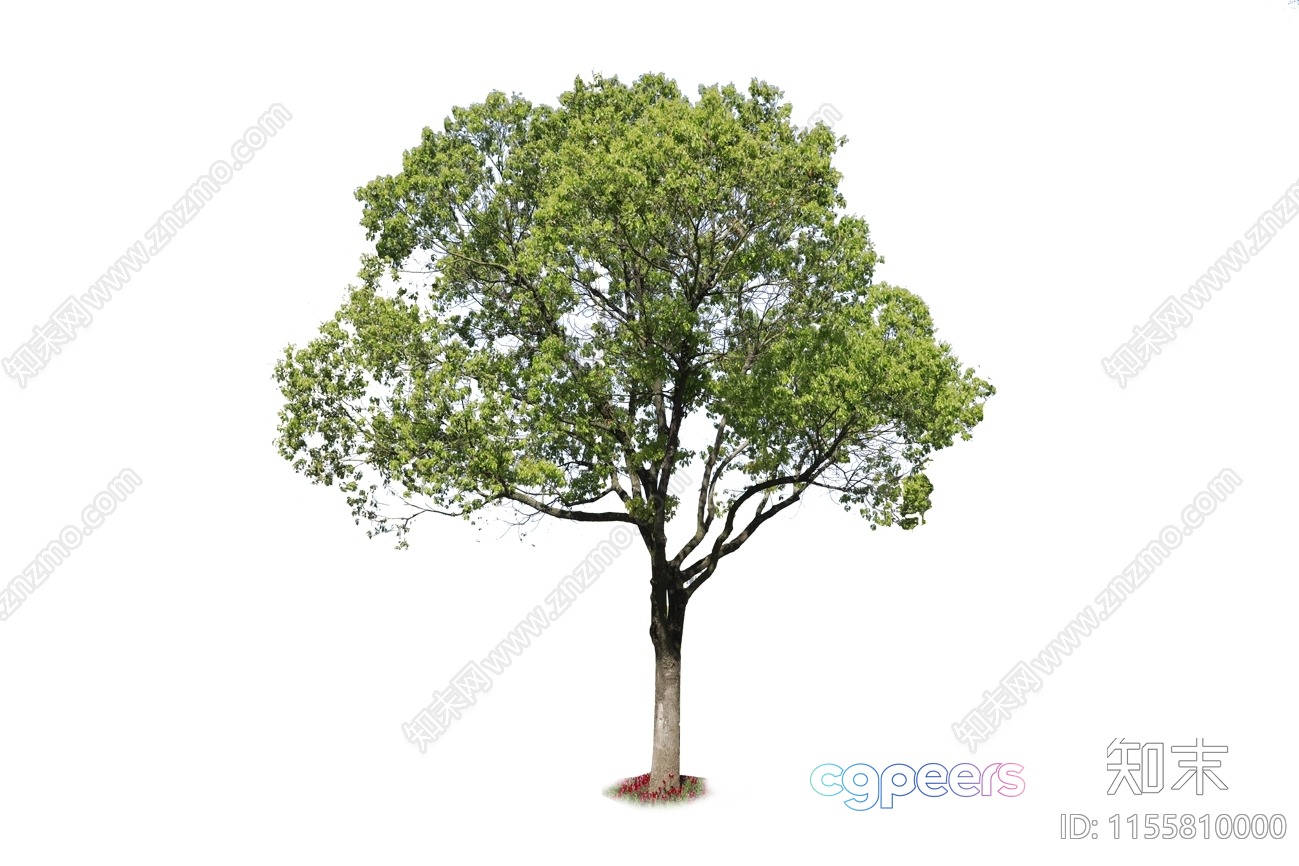 A Tree 3D Model - 10261 - VRAY Render A Tree 3D Model - 10261 - VRAY Render