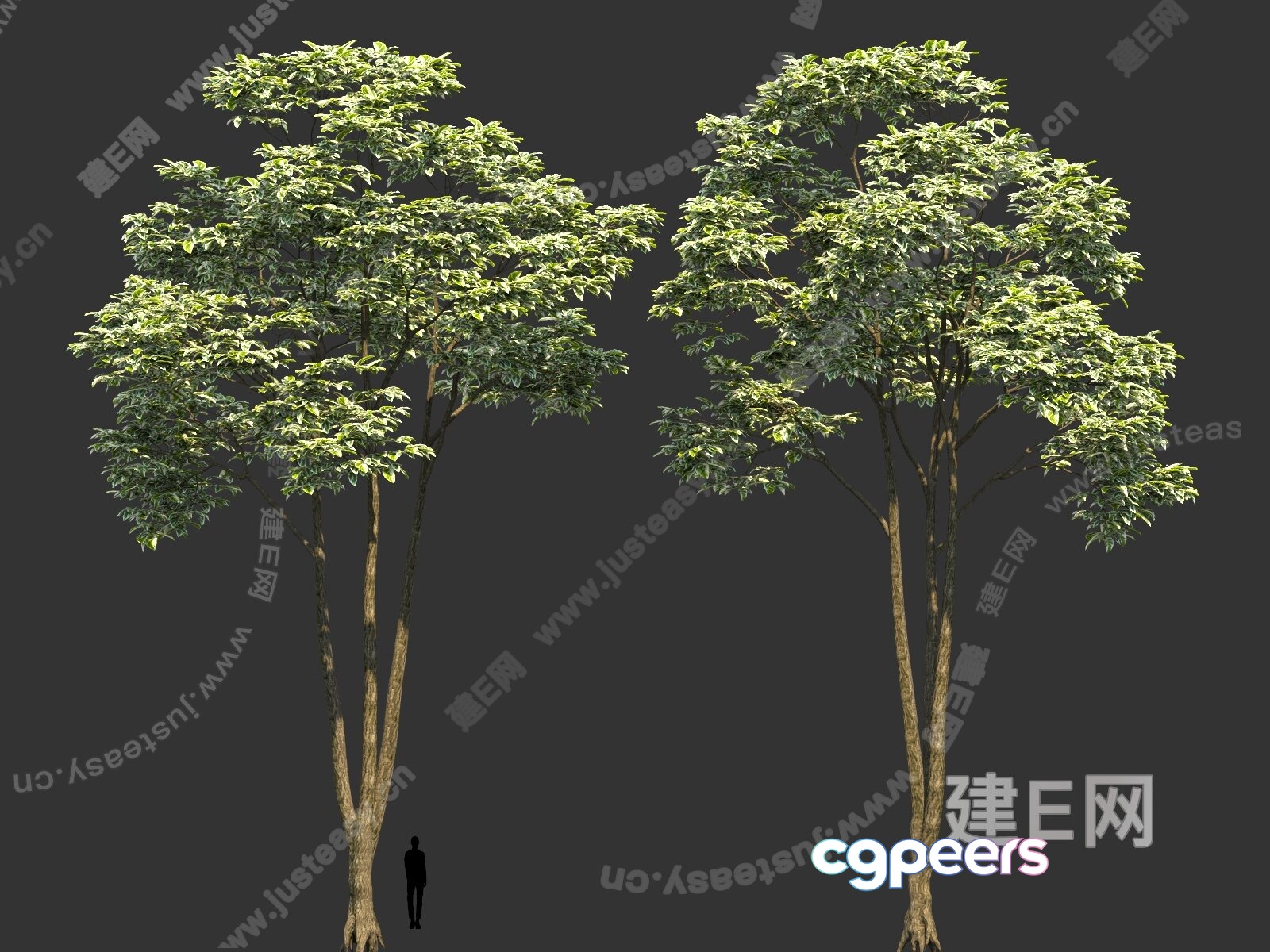 A Tree With A Person Standing Next To It 3D Model - 5144 - VRAY Render