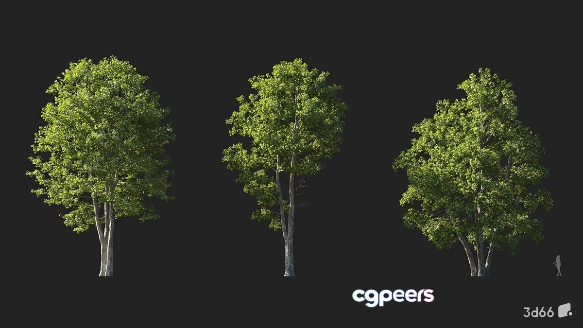 Three Trees 3D Model - 22066 - VRAY Render