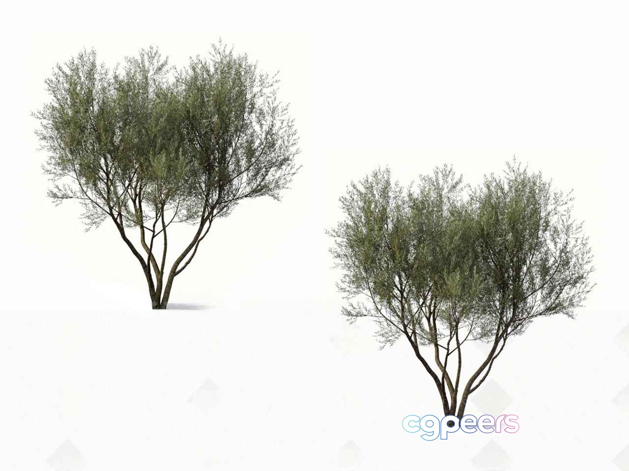 A Small Tree 3D Model - 14901 - VRAY Render