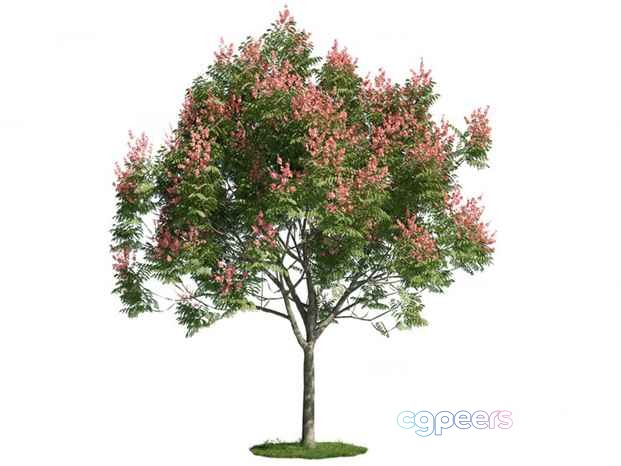 A Tree With Pink Flowers 3D Model - 18204 - CORONA Render