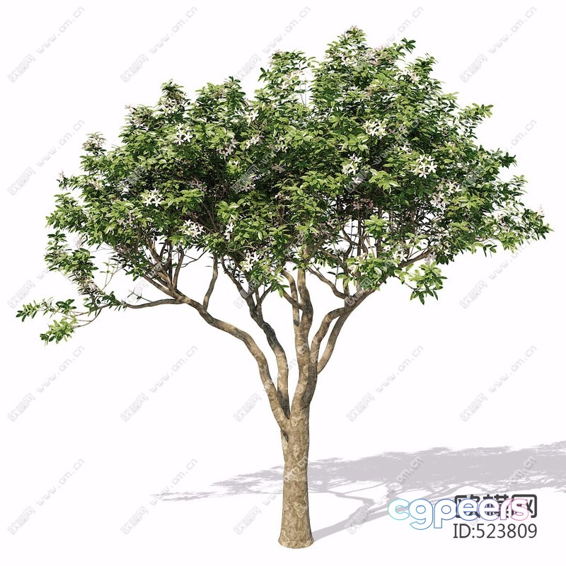 A Tree With Green Leaves 3D Model - 21738 - VRAY Render