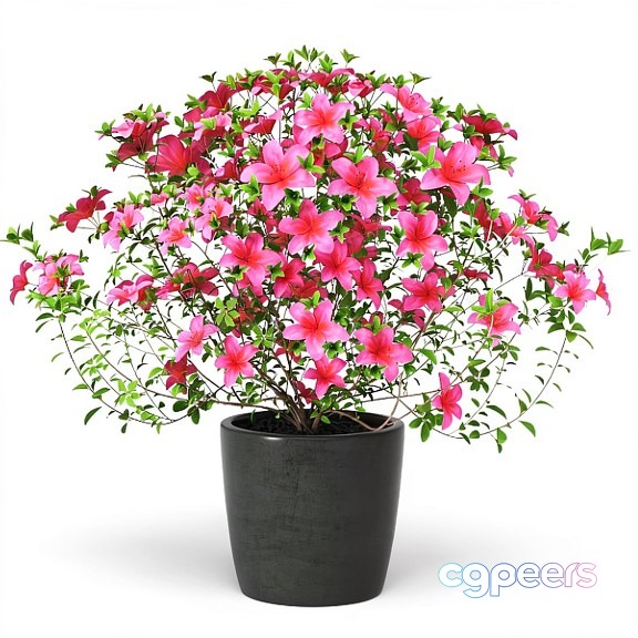A Pink Flowering Plant In A Gray Pot 3D Model - 14255 - VRAY Render