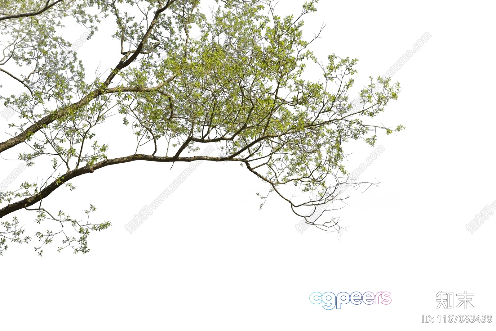 A Tree With Green Leaves 3D Model - 12650 - VRAY Render A Tree With Green Leaves 3D Model - 12650 - VRAY Render