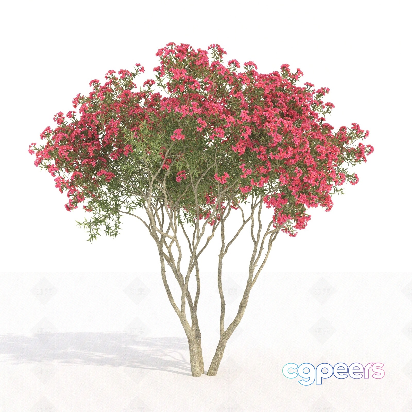A Tree With Pink Flowers 3D Model - 9485 - VRAY Render A Tree With Pink Flowers 3D Model - 9485 - VRAY Render