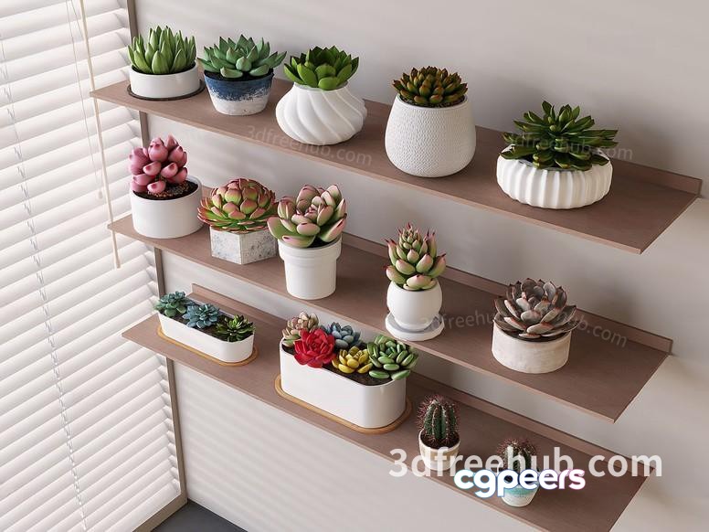 A Collection Of Succulents In Various Pots 3D Model - 22929 - VRAY Render A Collection Of Succulents In Various Pots 3D Model - 22929 - VRAY Render