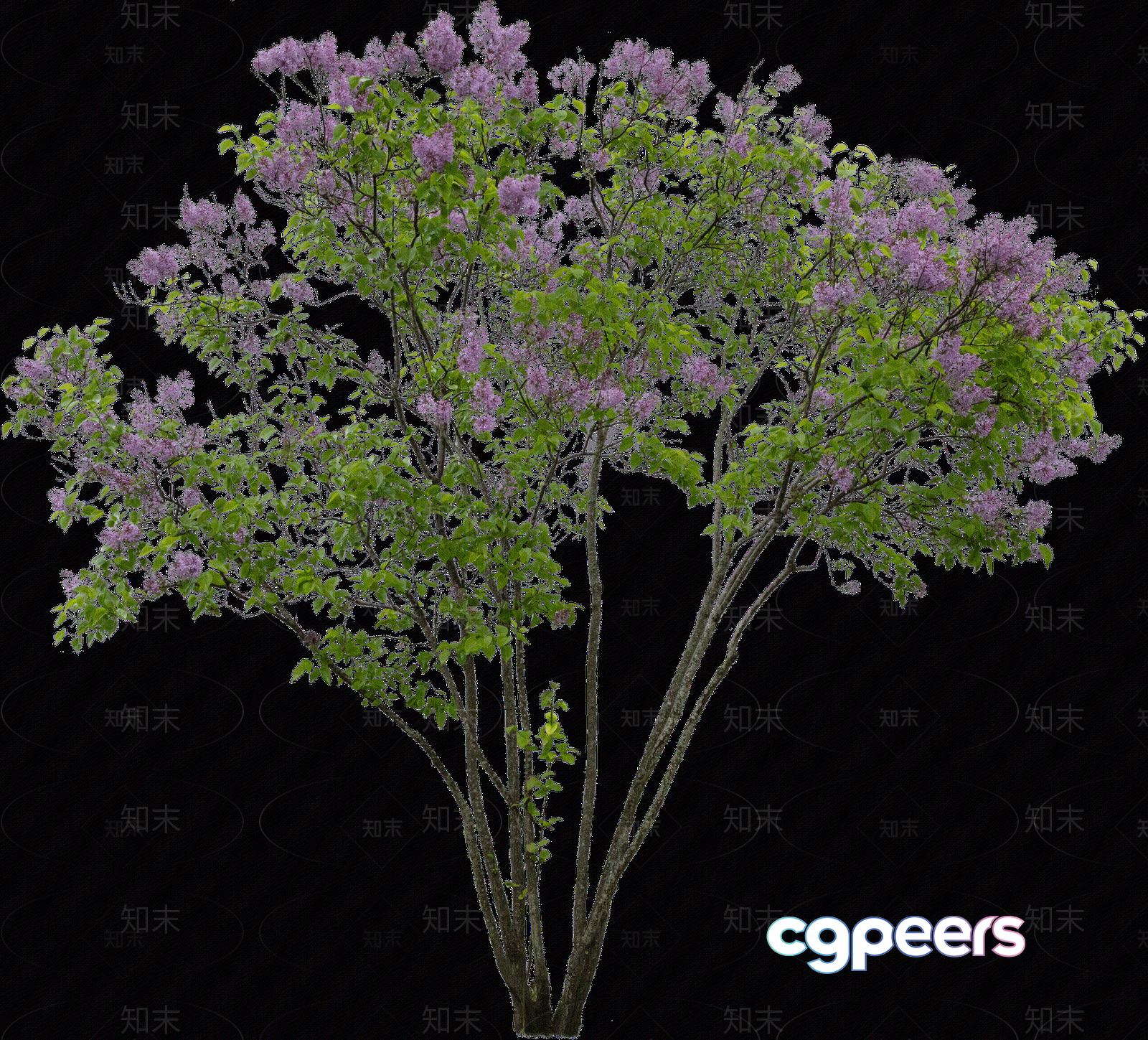 A Flowering Tree 3D Model - 11374 - VRAY Render