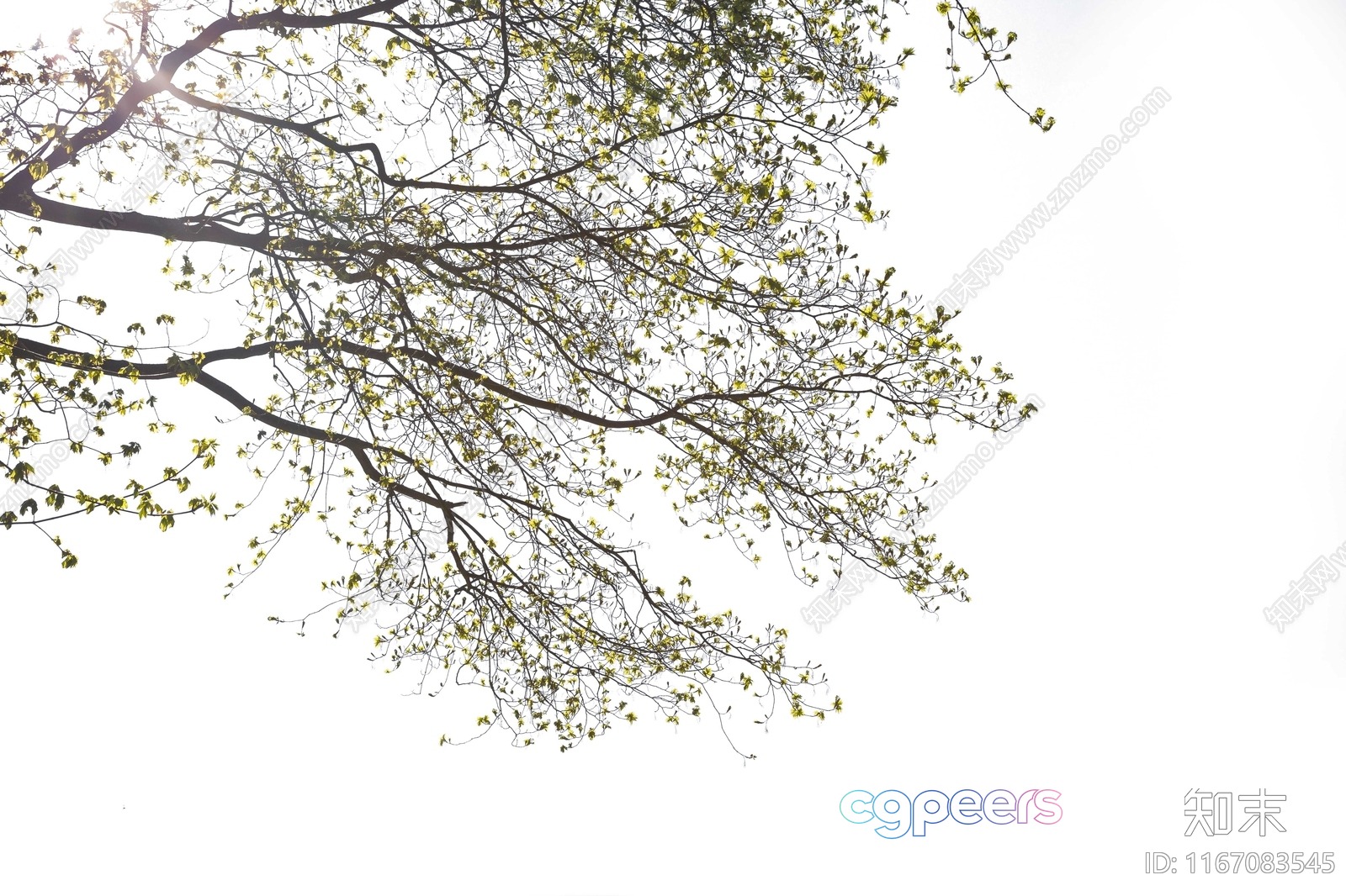 A Tree With Green Leaves 3D Model - 12652 - VRAY Render