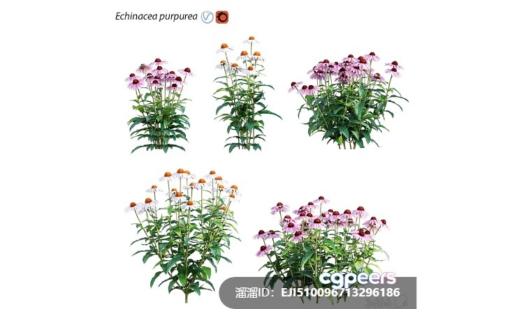 Purple Flowers 3D Model - 7466 - VRAY Render