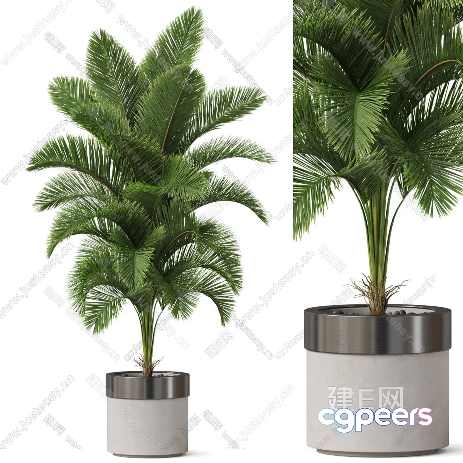 A Small Palm Tree In A Pot 3D Model - 12872 - CORONA Render A Small Palm Tree In A Pot 3D Model - 12872 - CORONA Render