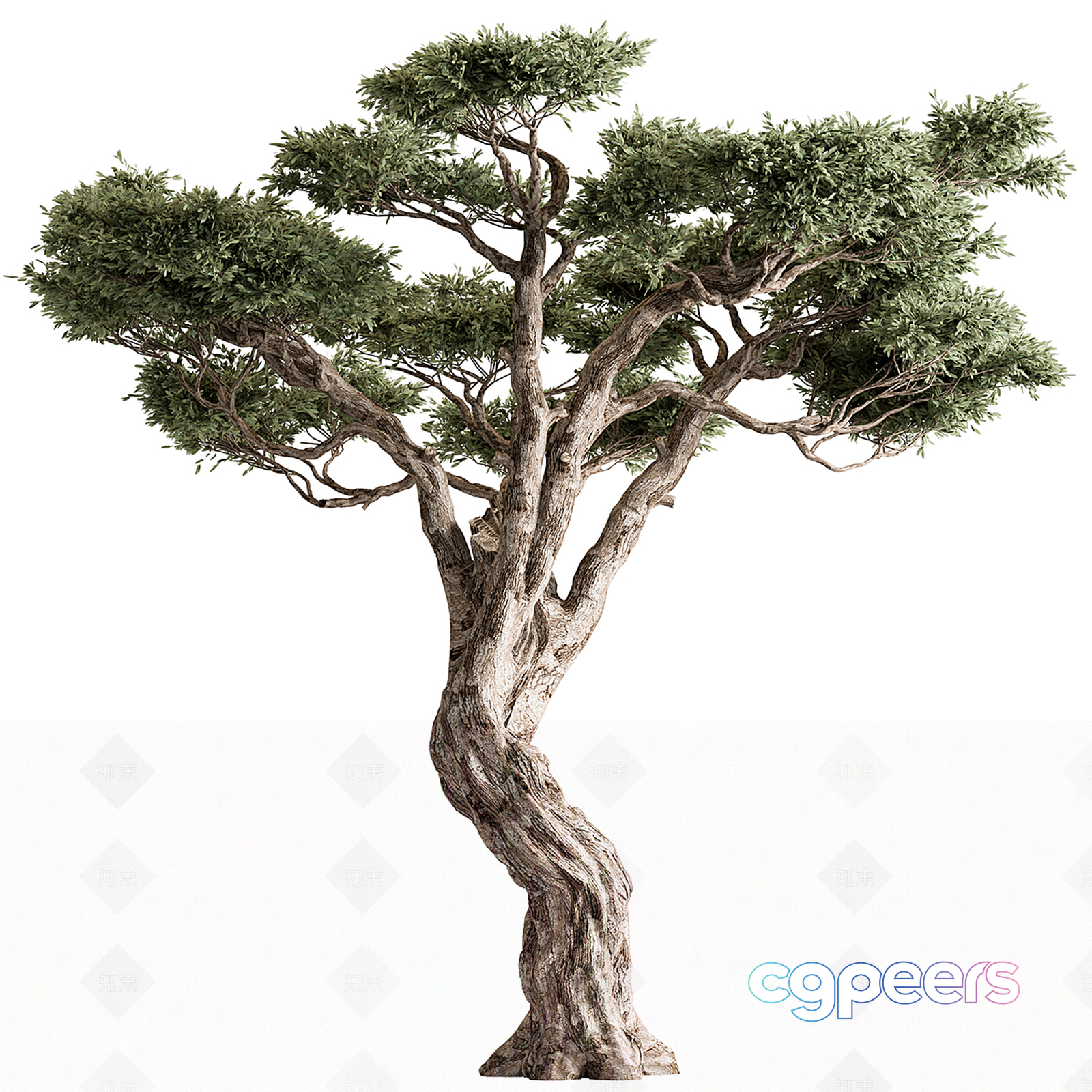 A Tree With Twisted Branches 3D Model - 1978 - VRAY Render A Tree With Twisted Branches 3D Model - 1978 - VRAY Render