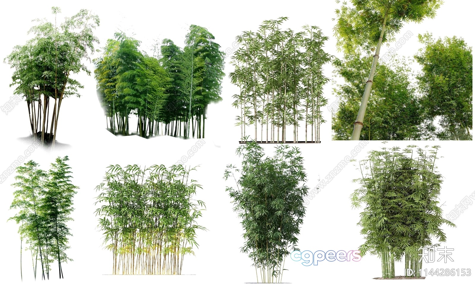A Collection Of Bamboo Plants 3D Model - 3391 - VRAY Render