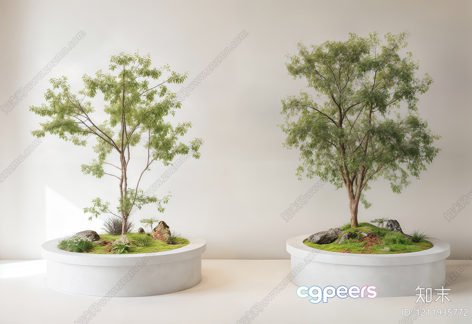 Two Small Trees In White Pots 3D Model - 17199 - VRAY Render Two Small Trees In White Pots 3D Model - 17199 - VRAY Render