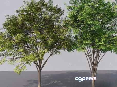 Two Trees 3D Model - 13856 - VRAY Render Two Trees 3D Model - 13856 - VRAY Render