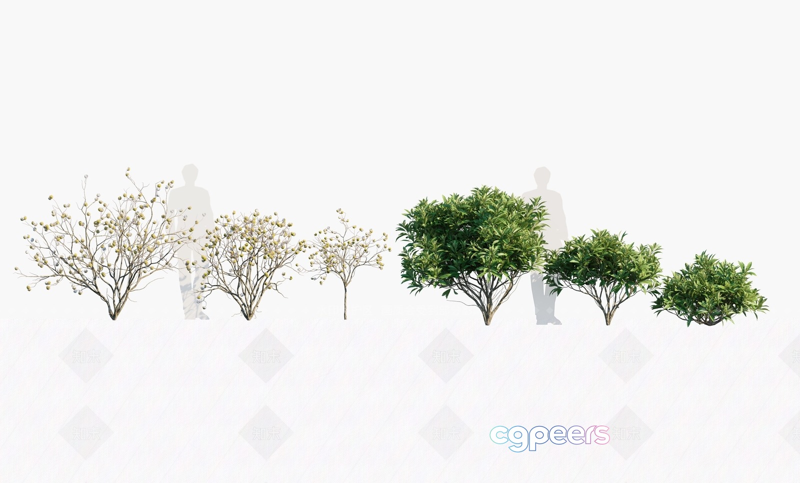 The Main Subject Is A Person Standing Behind A Row Of Trees 3D Model - 17694 - VRAY Render