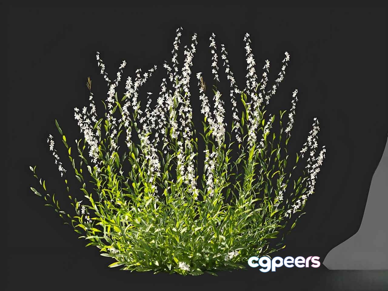 A 3D Rendering Of A Plant With White Flowers 3D Model - 14935 - VRAY Render