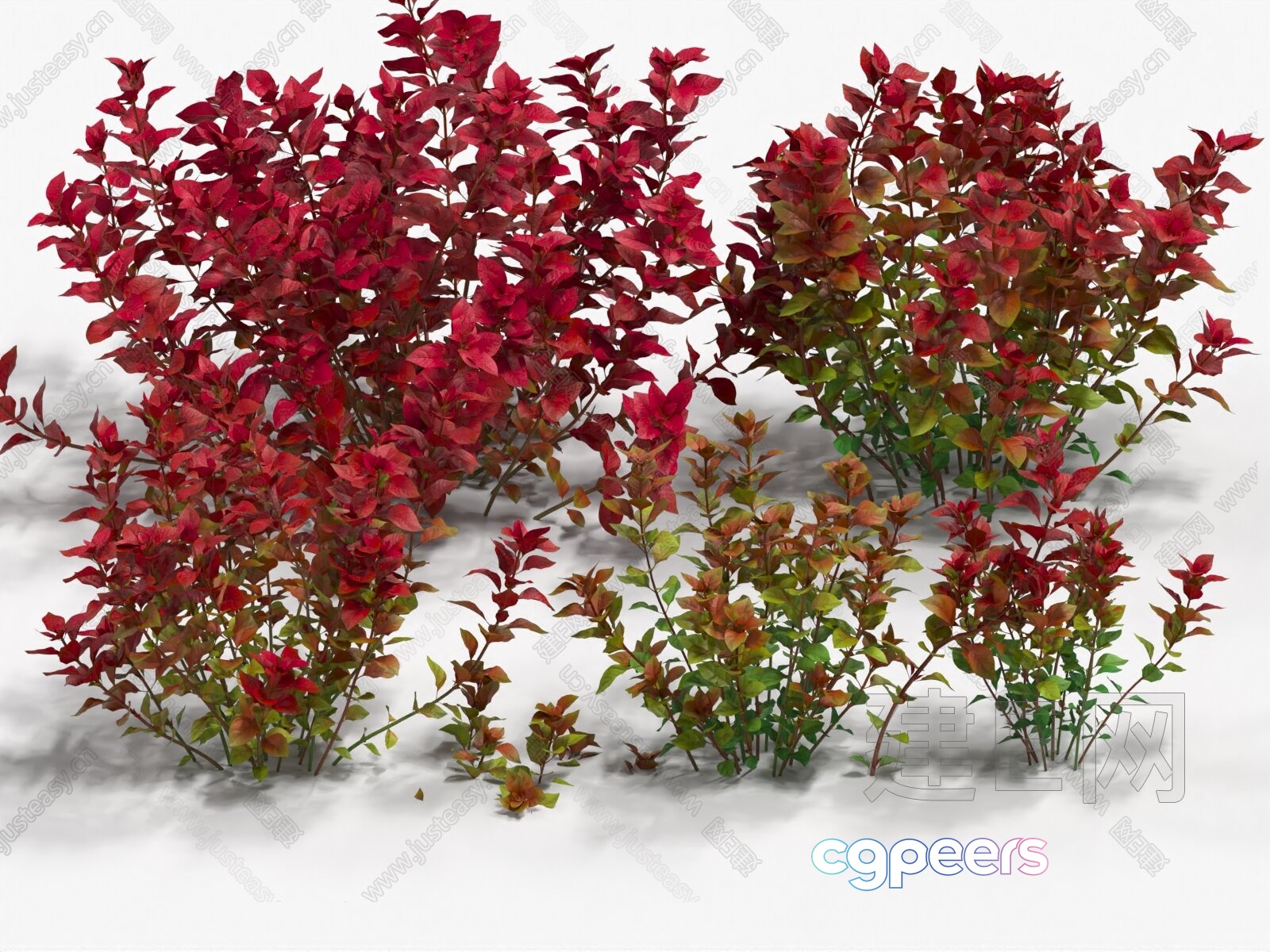 A Plant With Red And Green Leaves 3D Model - 18498 - VRAY Render