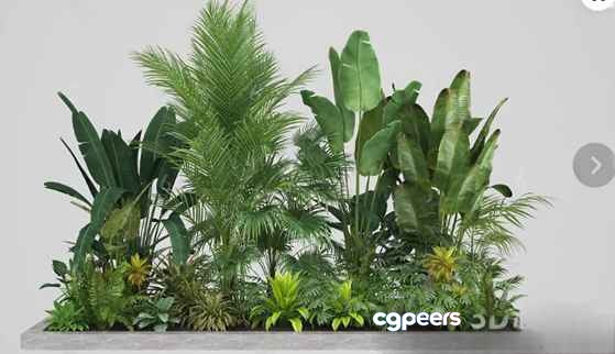 Tropical House Plants 3D Model - 17360 - VRAY Render