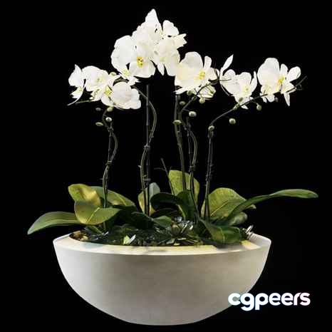 White Orchid In Bowl 3D Model - 2949 - VRAY Render White Orchid In Bowl 3D Model - 2949 - VRAY Render