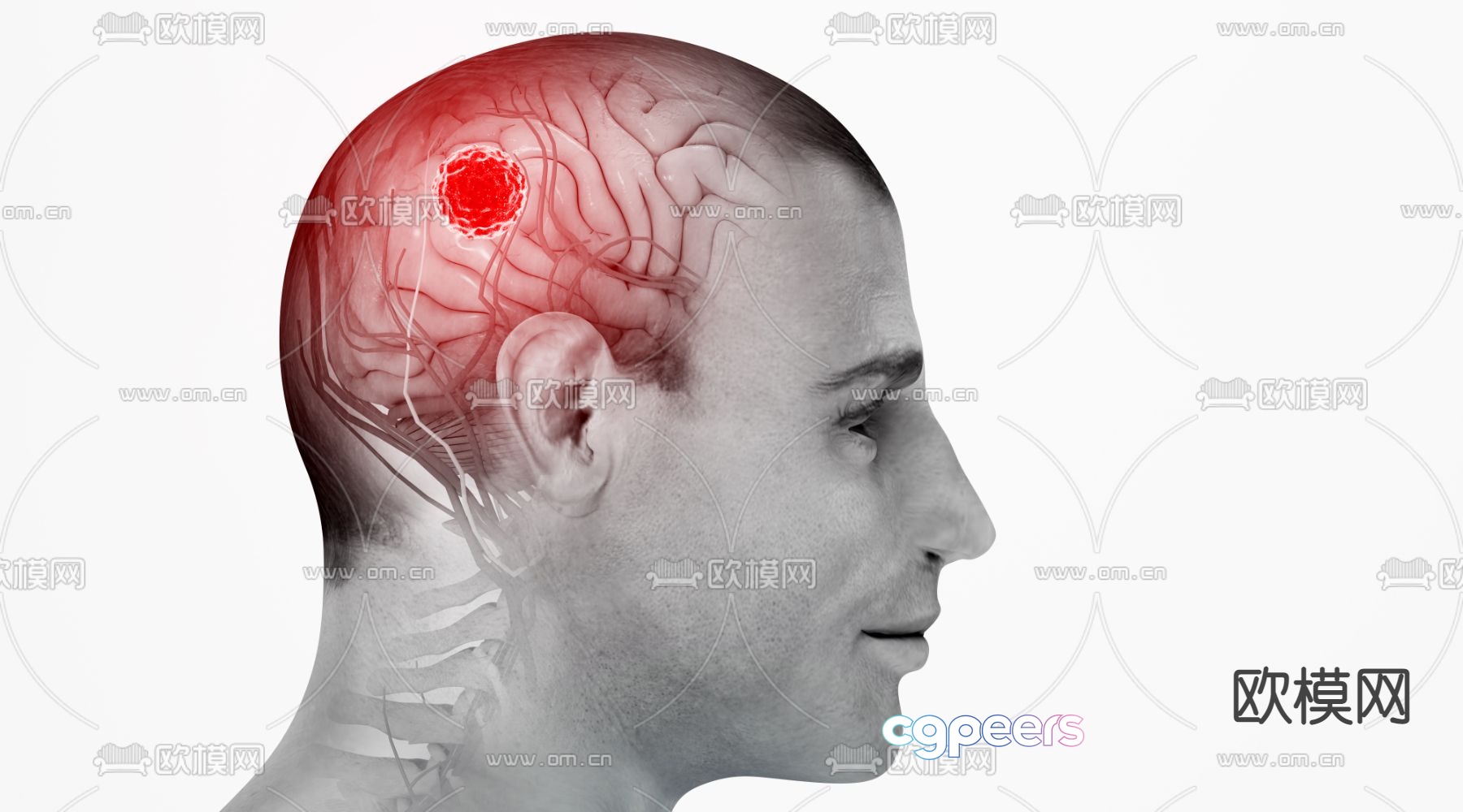 Human body human brain 3d model Human body human brain 3d model