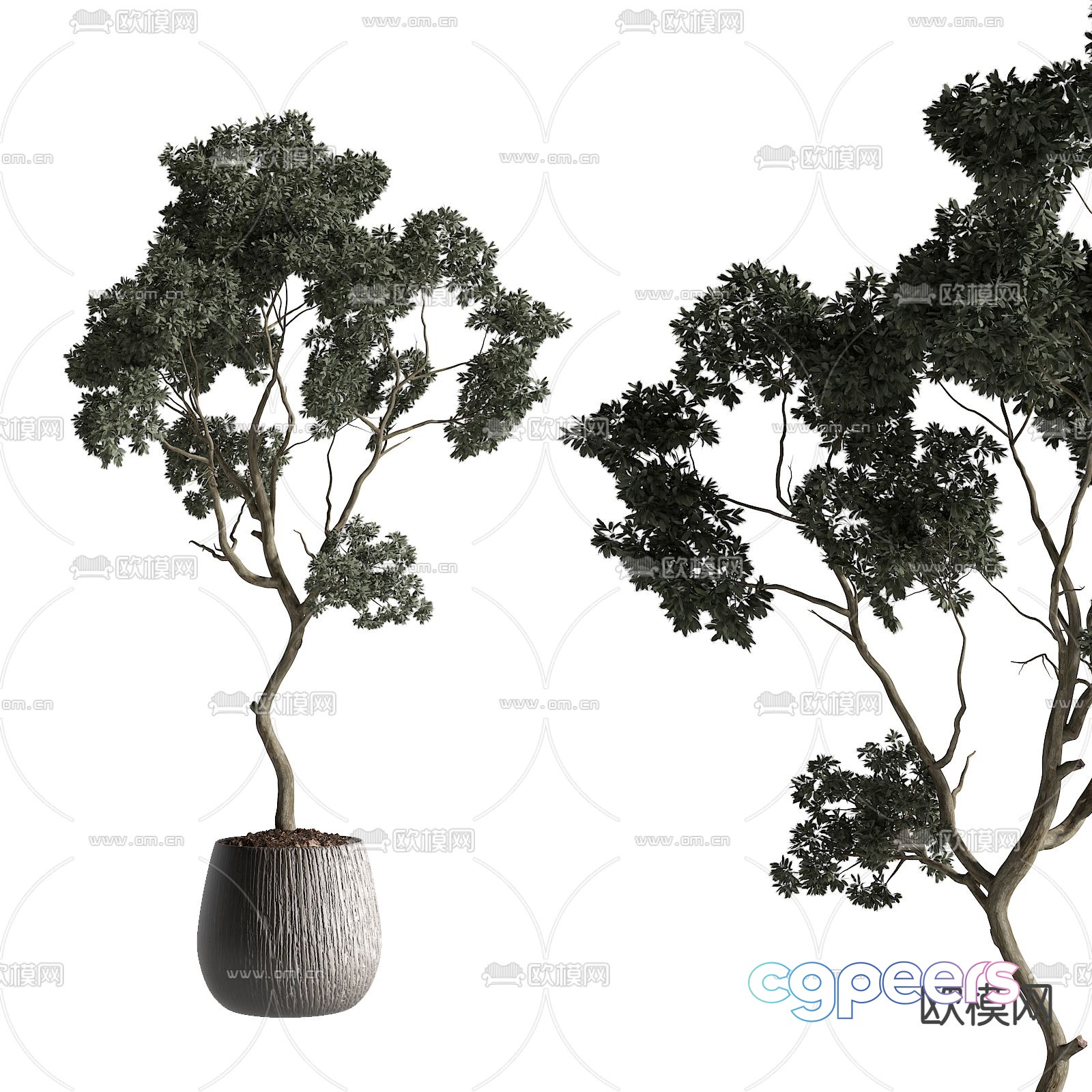 plant potted 3d model plant potted 3d model