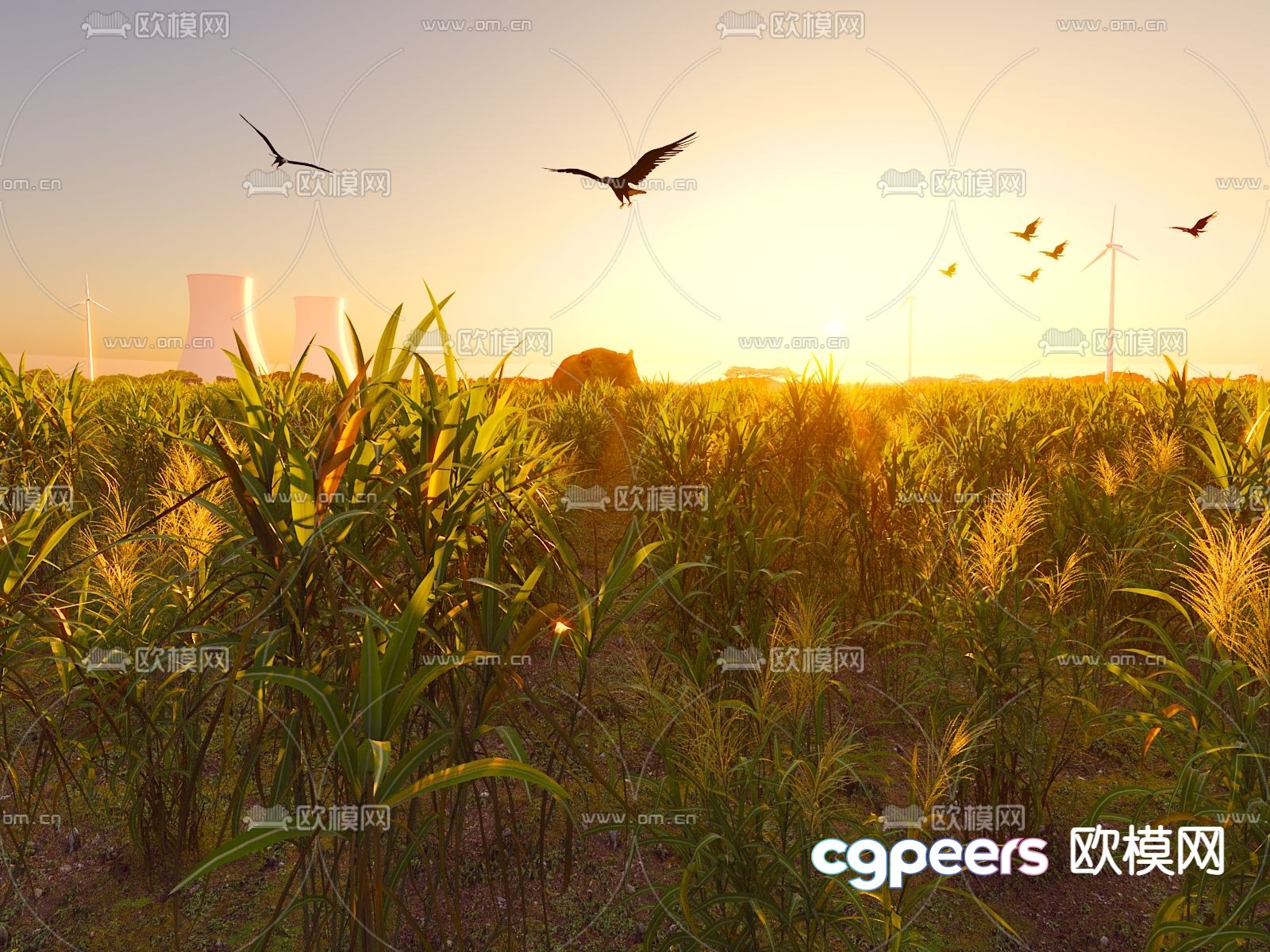 crops corn grain rice field field 3d model crops corn grain rice field field 3d model