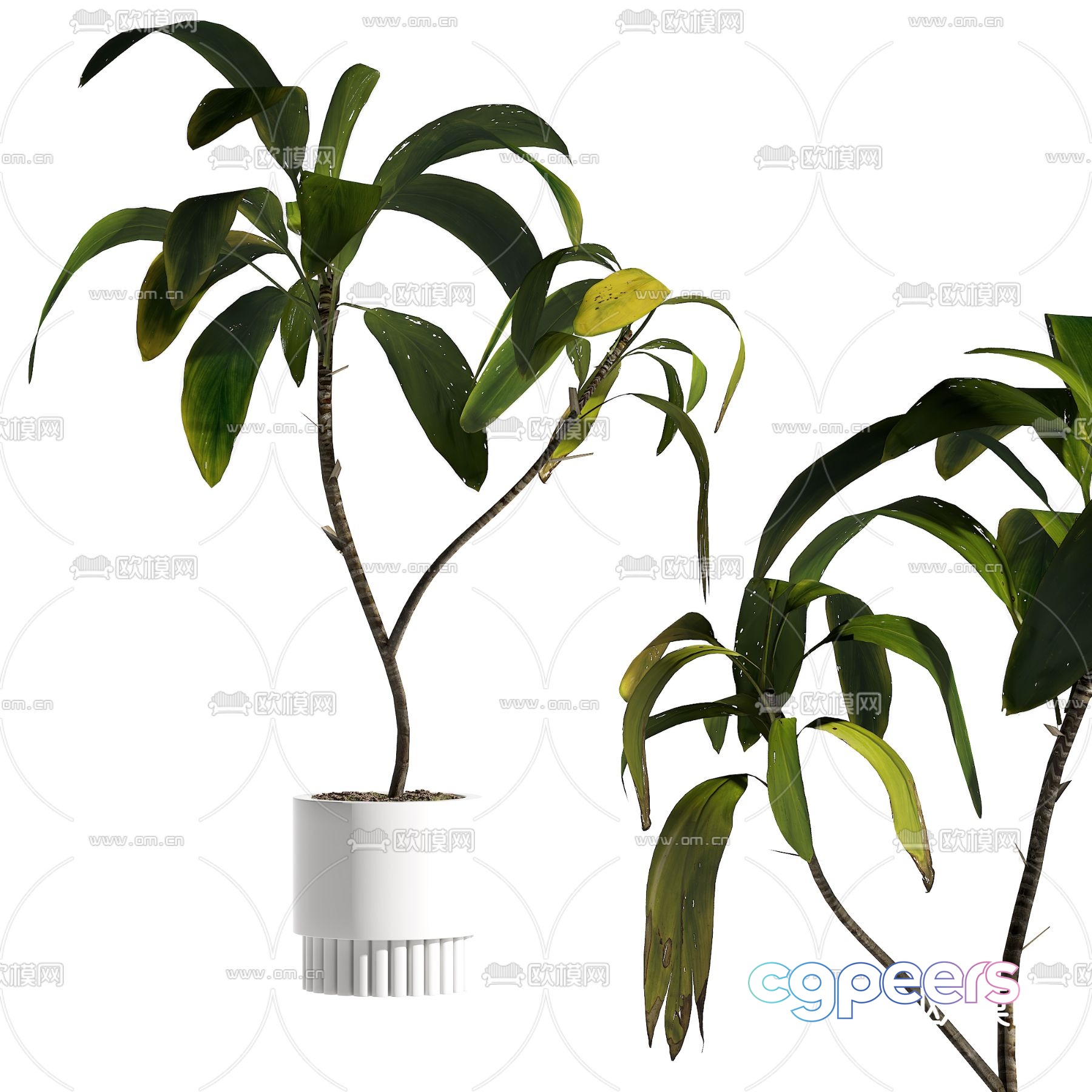 Plant potted 3D model Plant potted 3D model