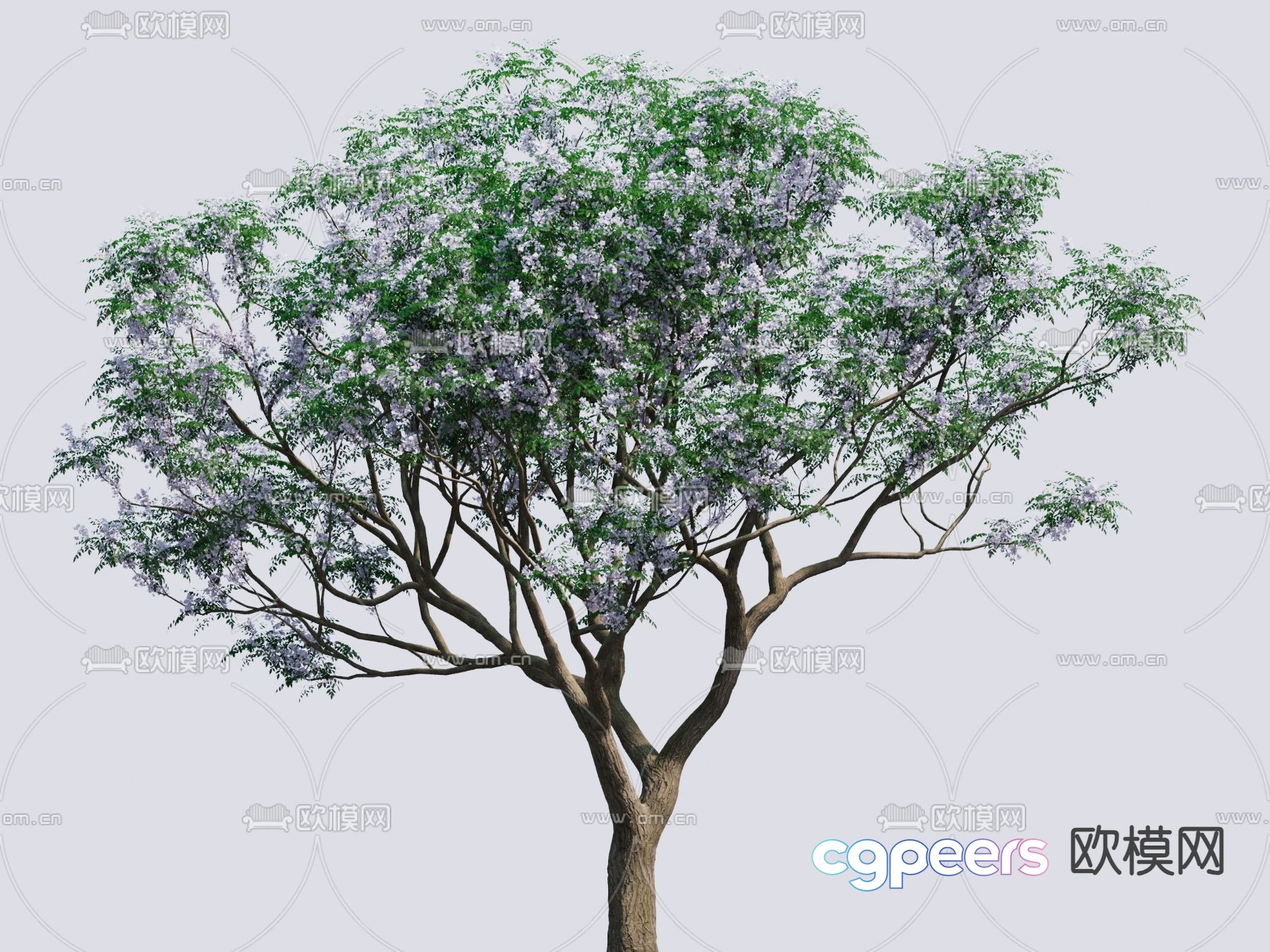Neem flowering tree landscape tree 3d model Neem flowering tree landscape tree 3d model