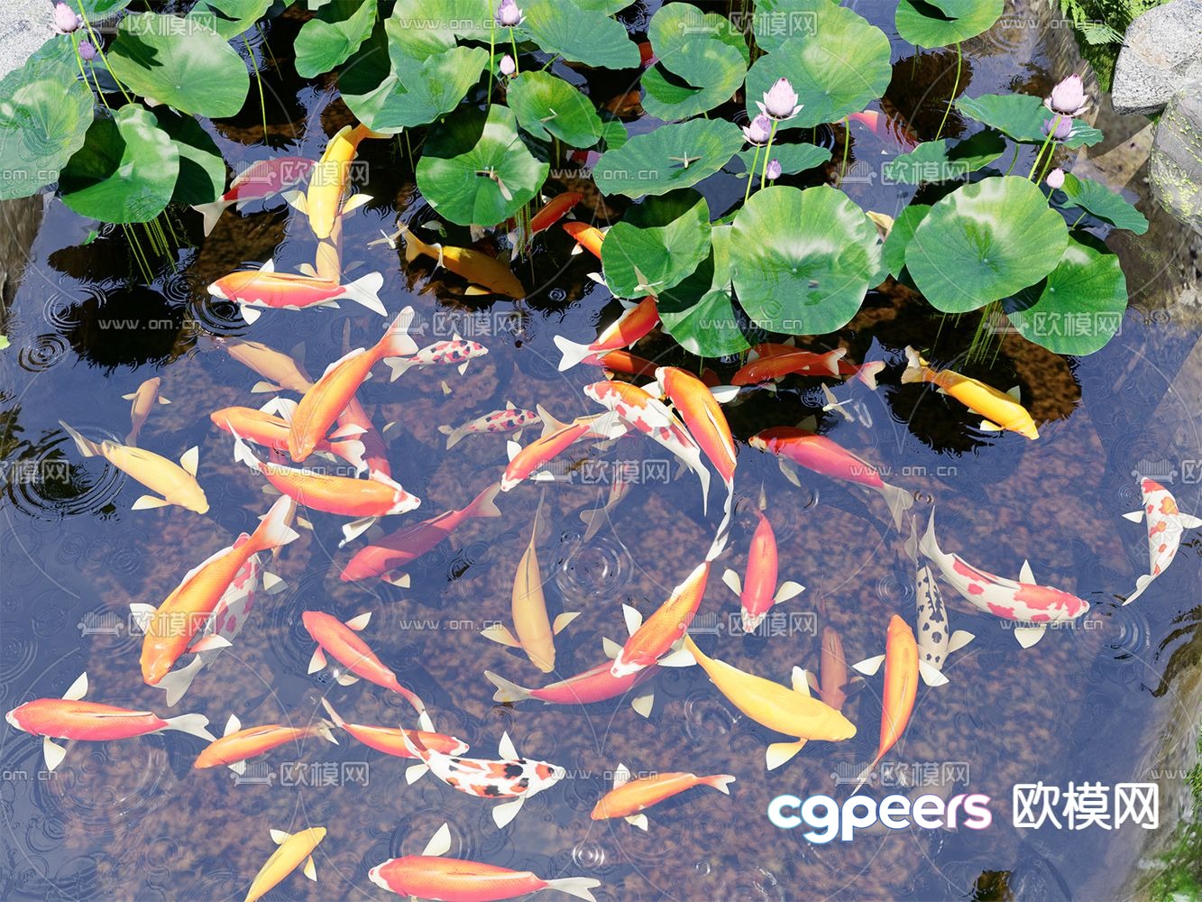 koi fish school lotus pond 3d model koi fish school lotus pond 3d model