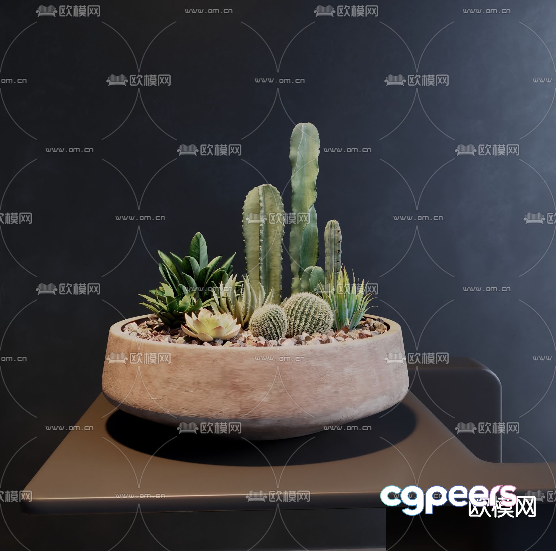 Succulent cactus plant pot 3d model Succulent cactus plant pot 3d model