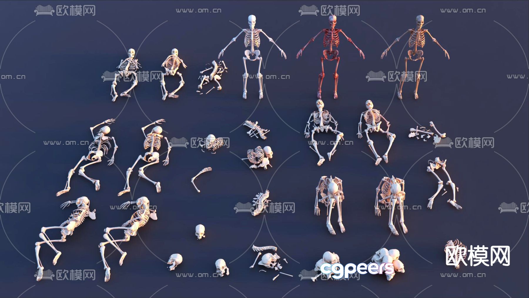 Human skeleton skeleton remains 3d model Human skeleton skeleton remains 3d model