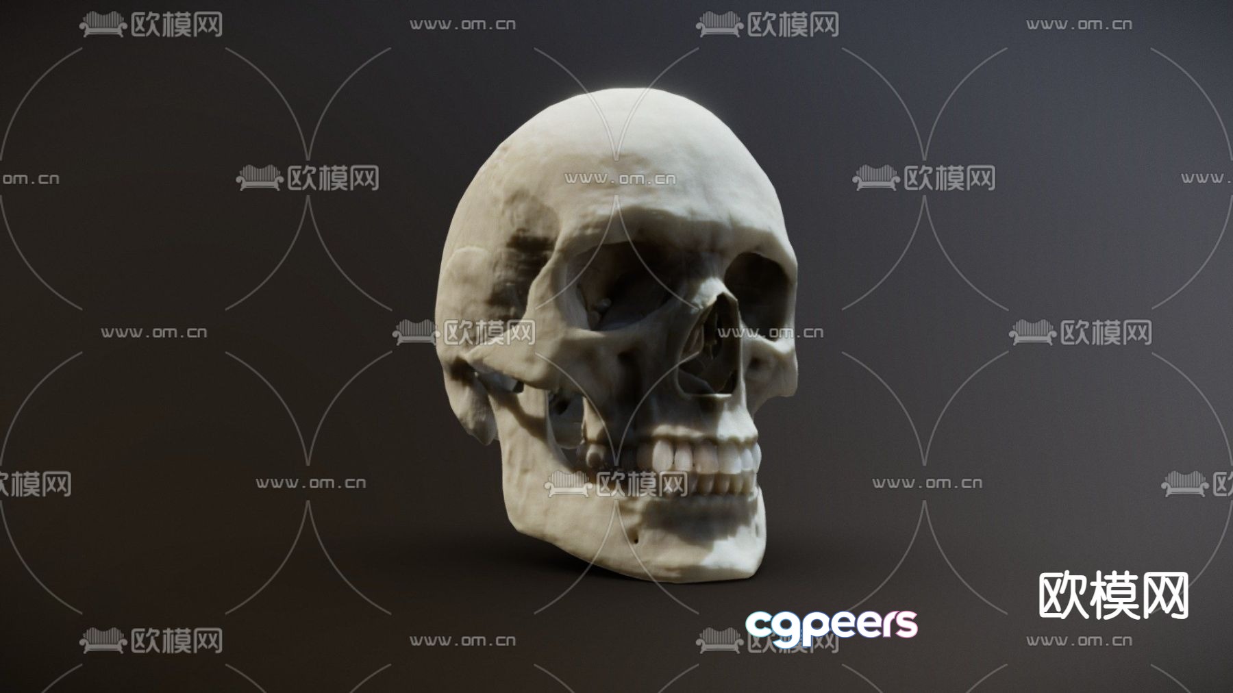 human skull skull 3d model human skull skull 3d model