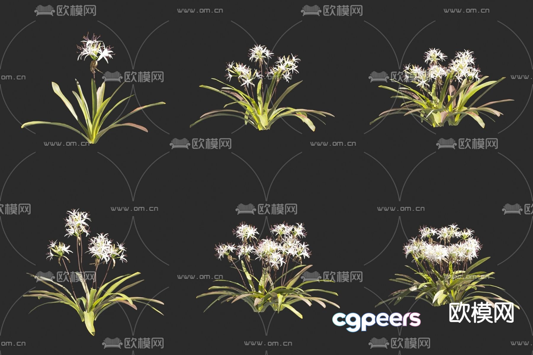 Manjushri orchid flowers and plants orchid 3D model Manjushri orchid flowers and plants orchid 3D model