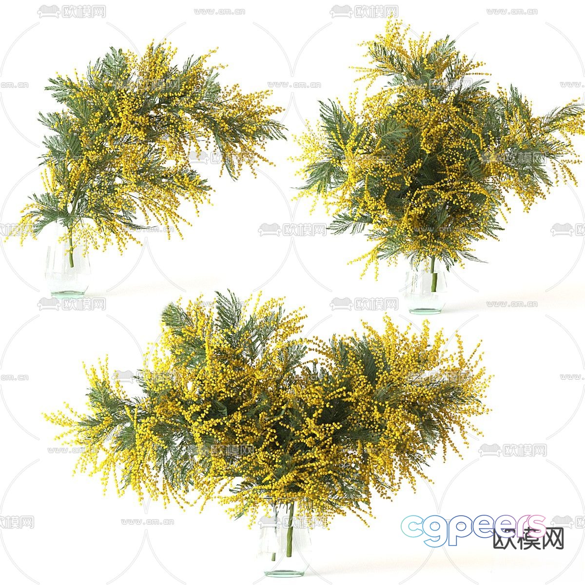 Mimosa 3d model Mimosa 3d model